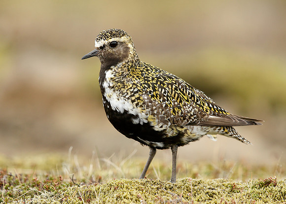 Golden Plover Pluvialis apricaria