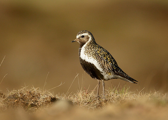 Golden Plover Pluvialis apricaria