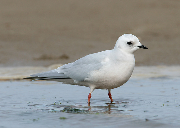 Ross's Gull Rhodostethia rosea