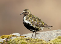 Golden Plover Pluvialis apricaria