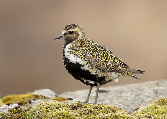 Golden Plover Pluvialis apricaria