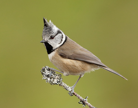 Crested Tit Lophophanes cristatus