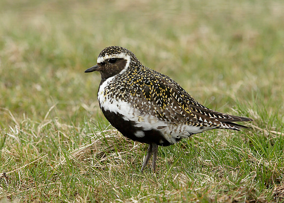 Golden Plover Pluvialis apricaria