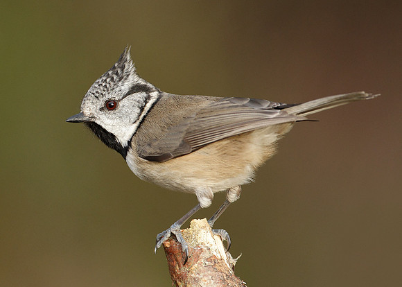 Crested Tit Lophophanes cristatus