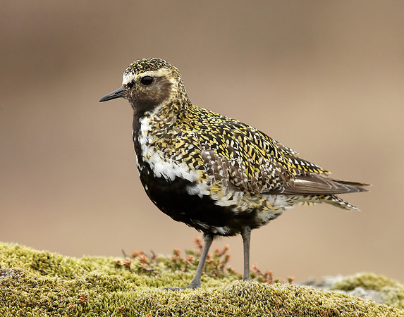 Golden Plover Pluvialis apricaria