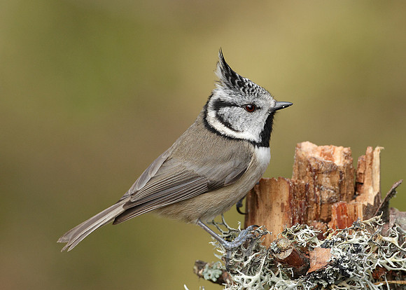 Crested Tit Lophophanes cristatus