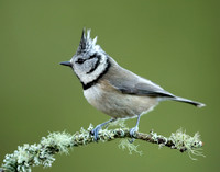 Crested Tit Lophophanes cristatus