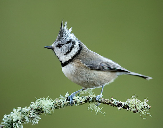 Crested Tit Lophophanes cristatus