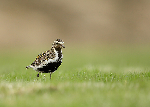 Golden Plover Pluvialis apricaria