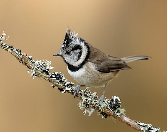 Crested Tit Lophophanes cristatus