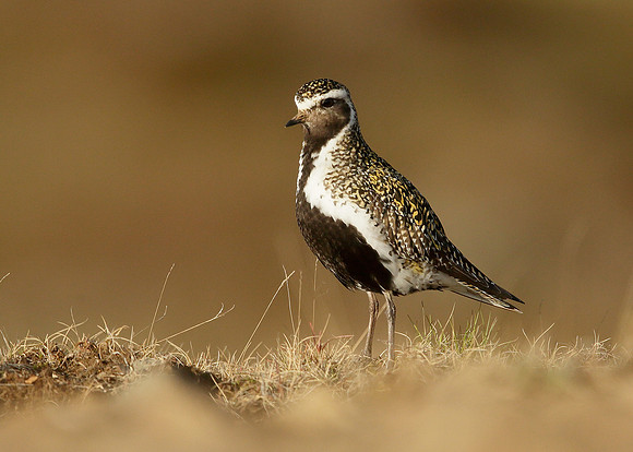 Golden Plover Pluvialis apricaria