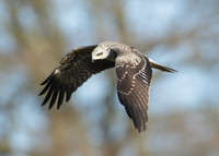 Black Kite Milvus migrans