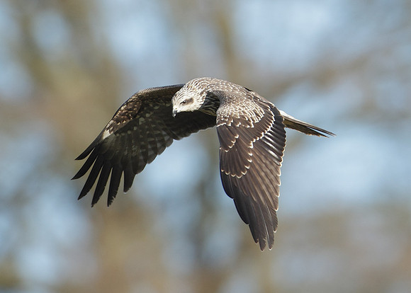 Black Kite Milvus migrans