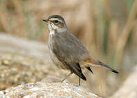 Bluethroat Luscinia svecica