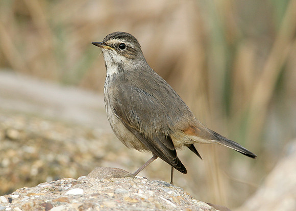 Bluethroat Luscinia svecica