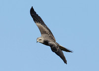 Black Kite Milvus migrans