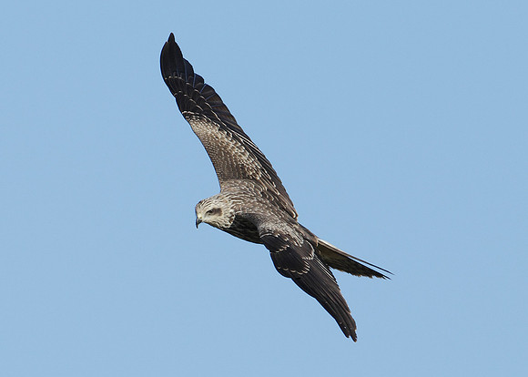 Black Kite Milvus migrans