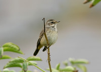 Bluethroat Luscinia svecica