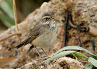 Bluethroat Luscinia svecica