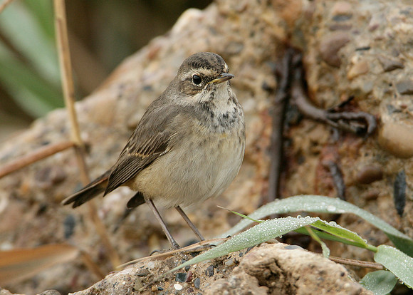 Bluethroat Luscinia svecica