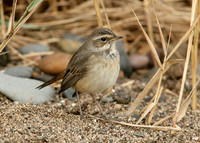 Bluethroat Luscinia svecica