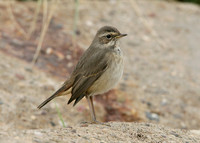 Bluethroat Luscinia svecica