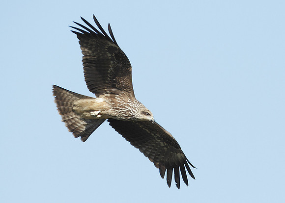 Black Kite Milvus migrans