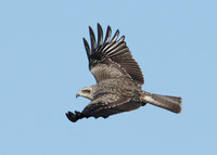 Black Kite Milvus migrans