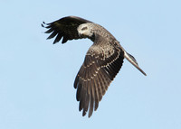 Black Kite Milvus migrans