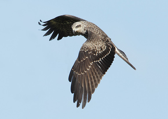 Black Kite Milvus migrans