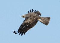 Black Kite Milvus migrans
