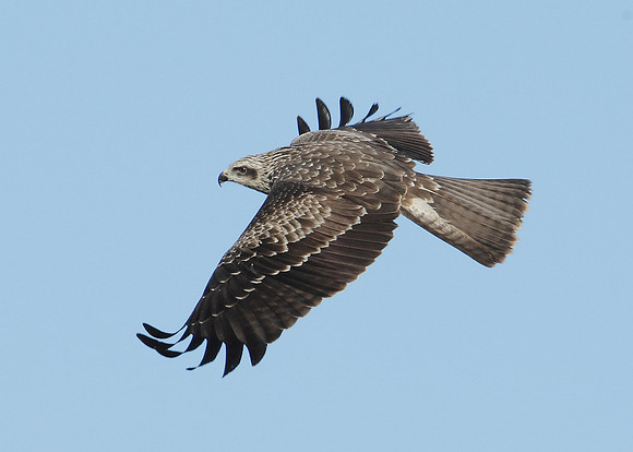 Black Kite Milvus migrans