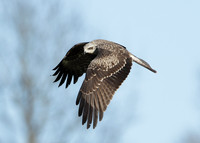 Black Kite Milvus migrans
