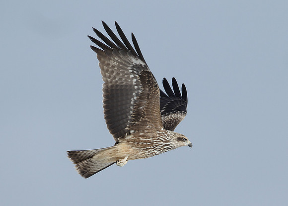 Black Kite Milvus migrans