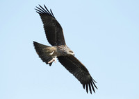 Black Kite Milvus migrans