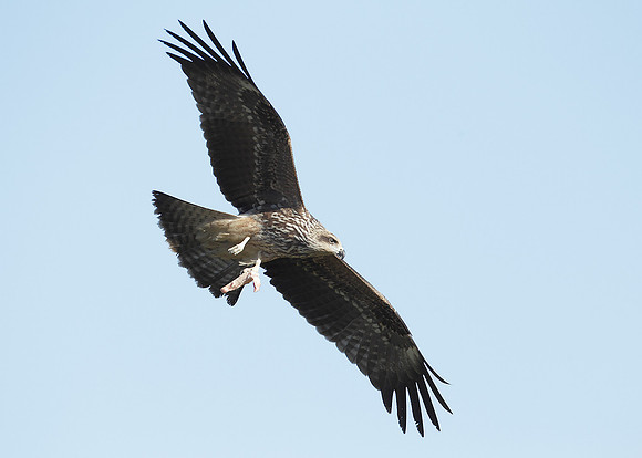 Black Kite Milvus migrans