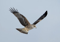 Black Kite Milvus migrans