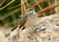 Bluethroat Luscinia svecica