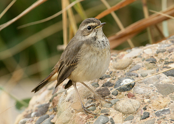 Bluethroat Luscinia svecica