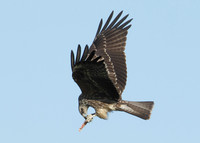 Black Kite Milvus migrans