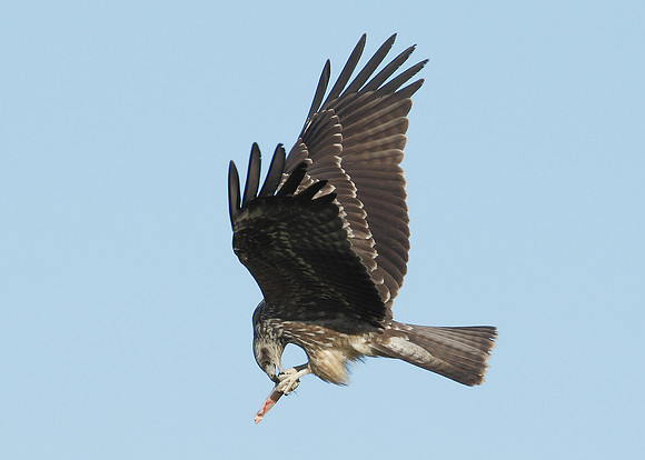 Black Kite Milvus migrans