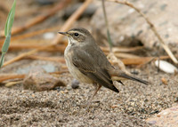 Bluethroat Luscinia svecica