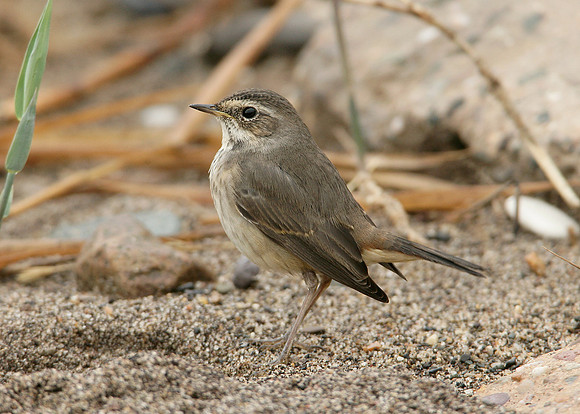 Bluethroat Luscinia svecica