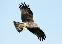 Black Kite Milvus migrans
