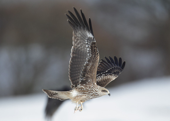 Black Kite Milvus migrans