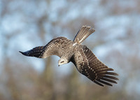 Black Kite Milvus migrans