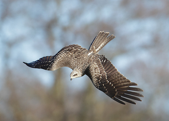 Black Kite Milvus migrans