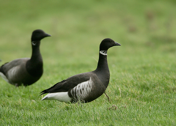 Black Brant Branta bernicla nigricans