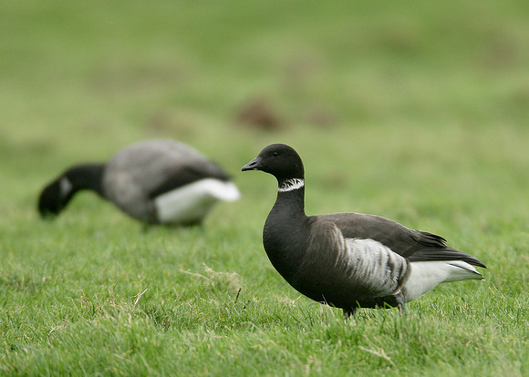 Black Brant Branta bernicla nigricans