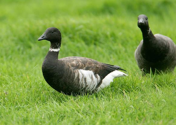 Black Brant Branta bernicla nigricans